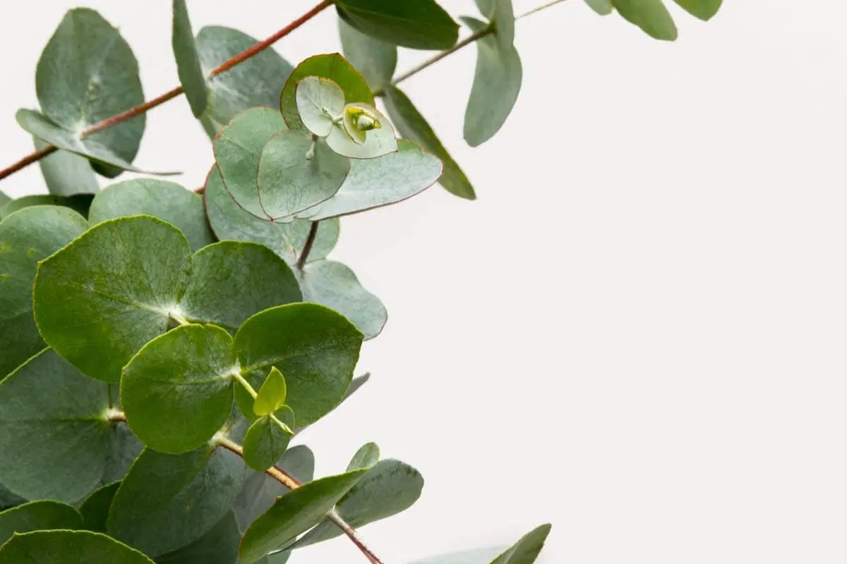 Eucalyptus