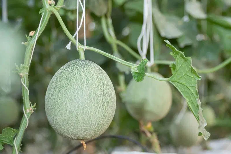 Sakura Melon