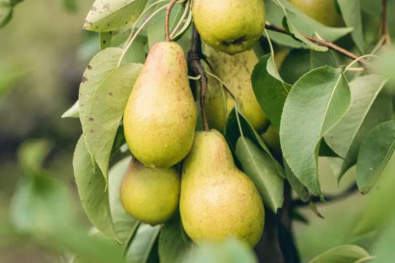English Pear & Freesia